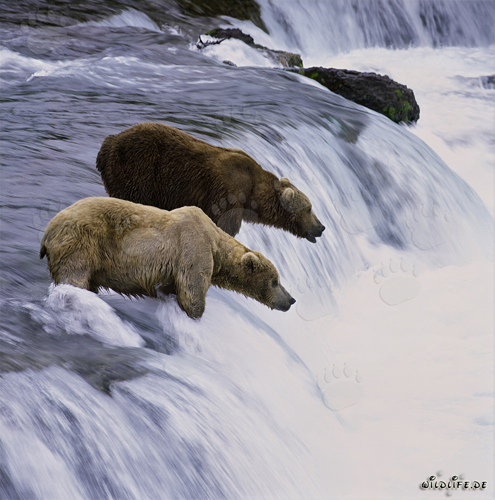 Deux majestueux ours bruns observant les saumons au magnifique cascade de Brooks River en Alaska