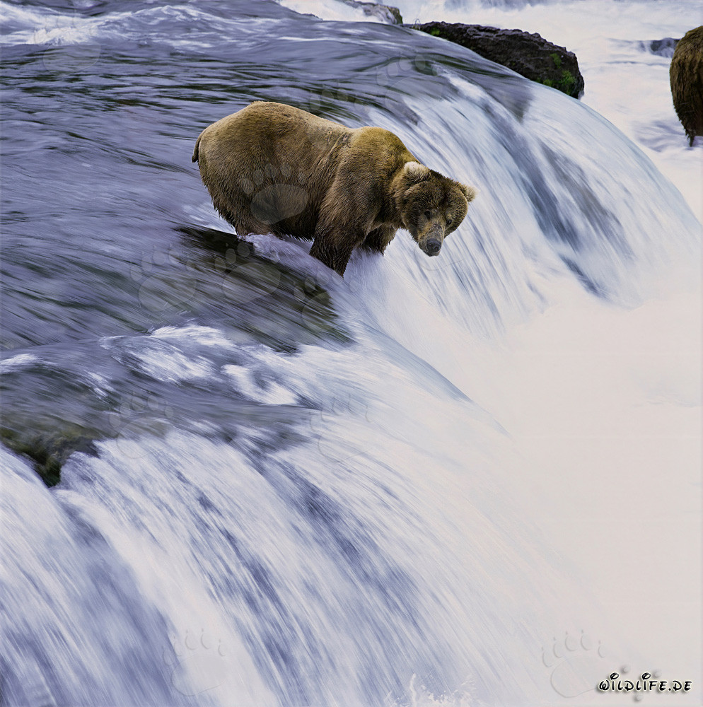 Brown bear patiently waits for a jumping salmon