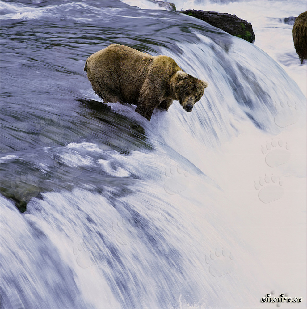 Orso bruno attende pazientemente un salmone che salta