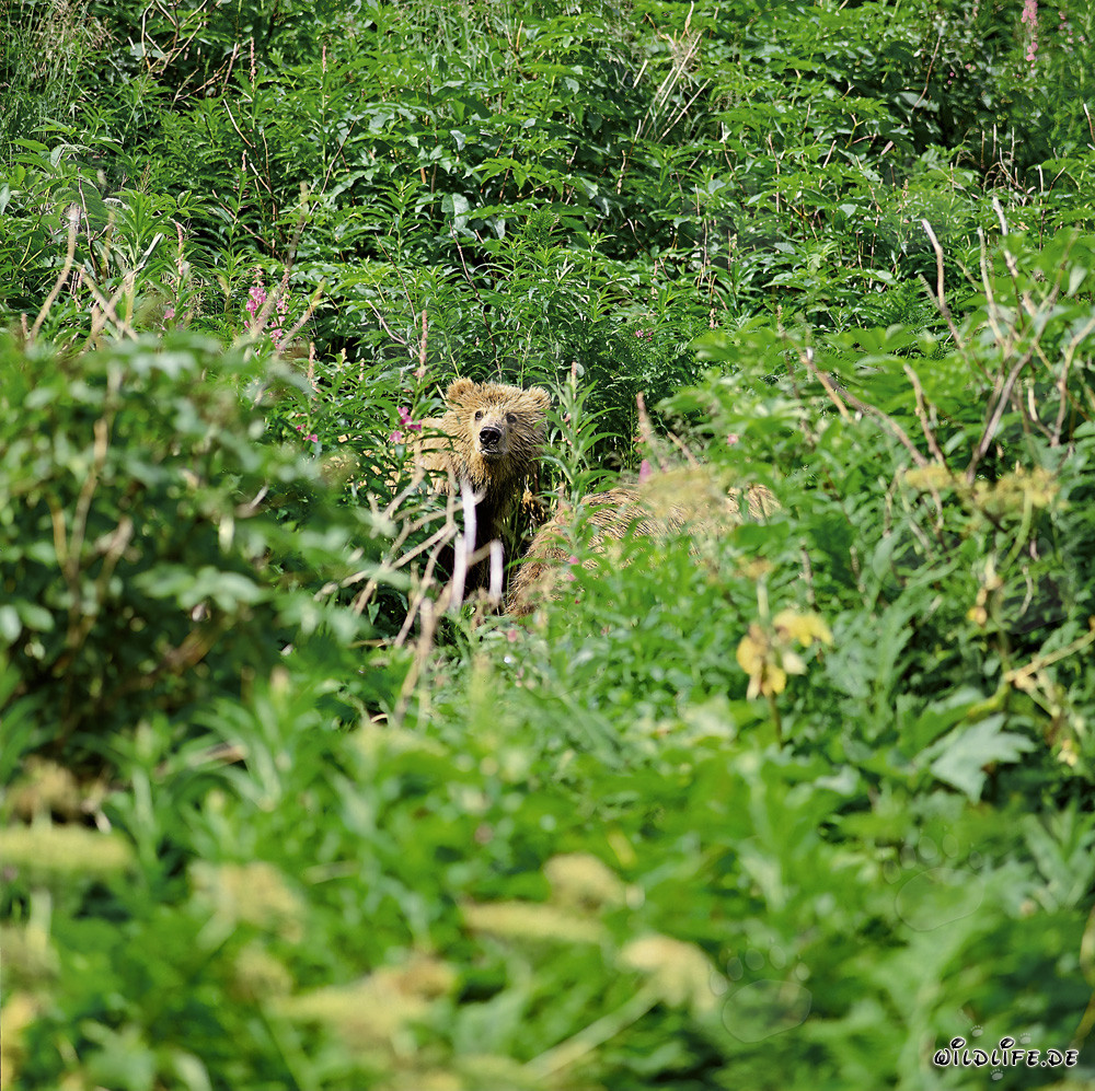 Kleiner Kodiakbär beobachtet das umliegende Terrain in üppiger Vegetation