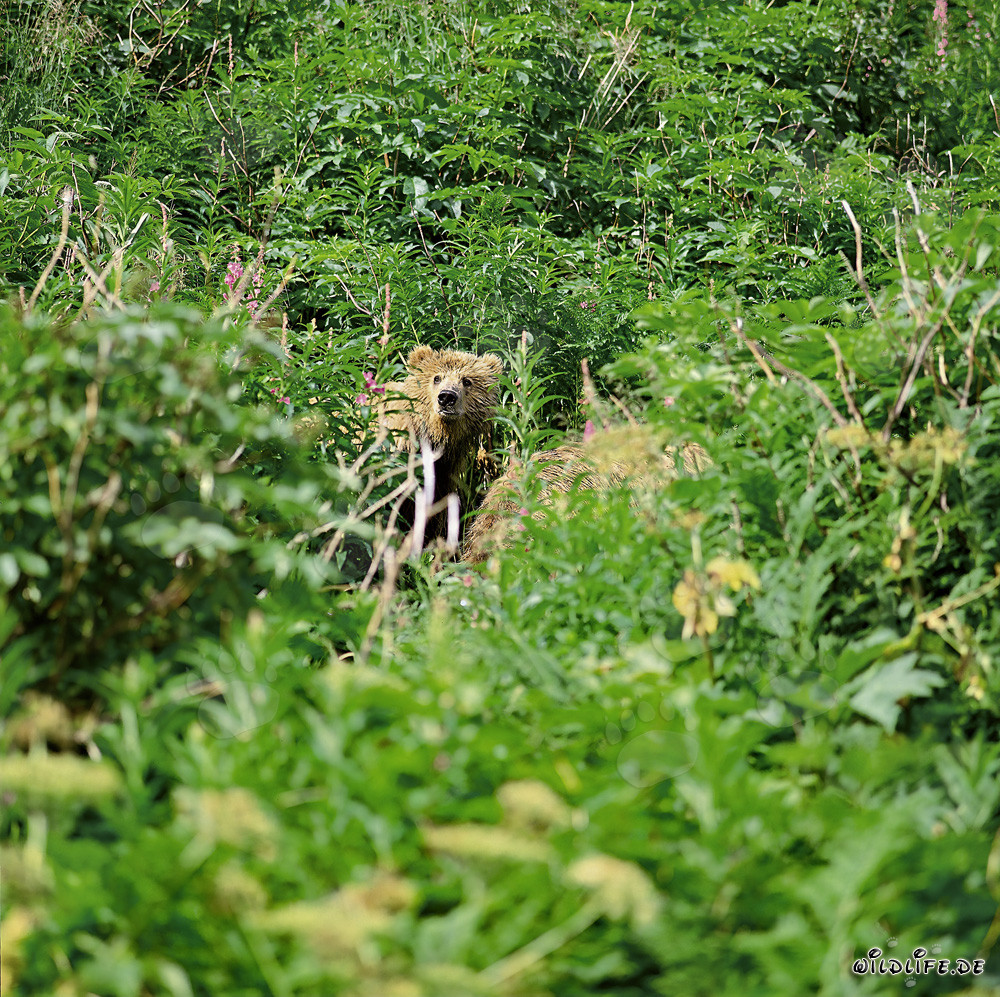 Pequeño oso kodiak observando el terreno circundante en una vegetación exuberante