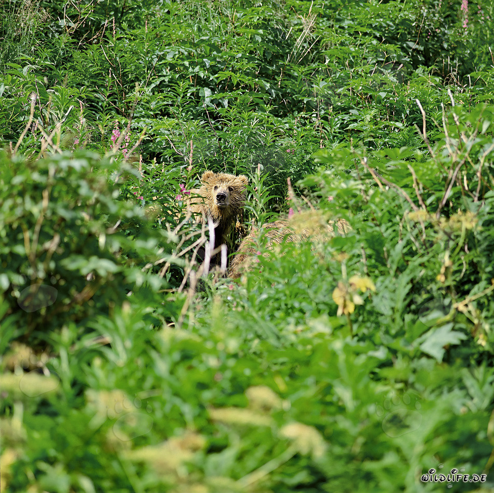 Piccolo orso Kodiak osserva il terreno circostante in una vegetazione lussureggiante