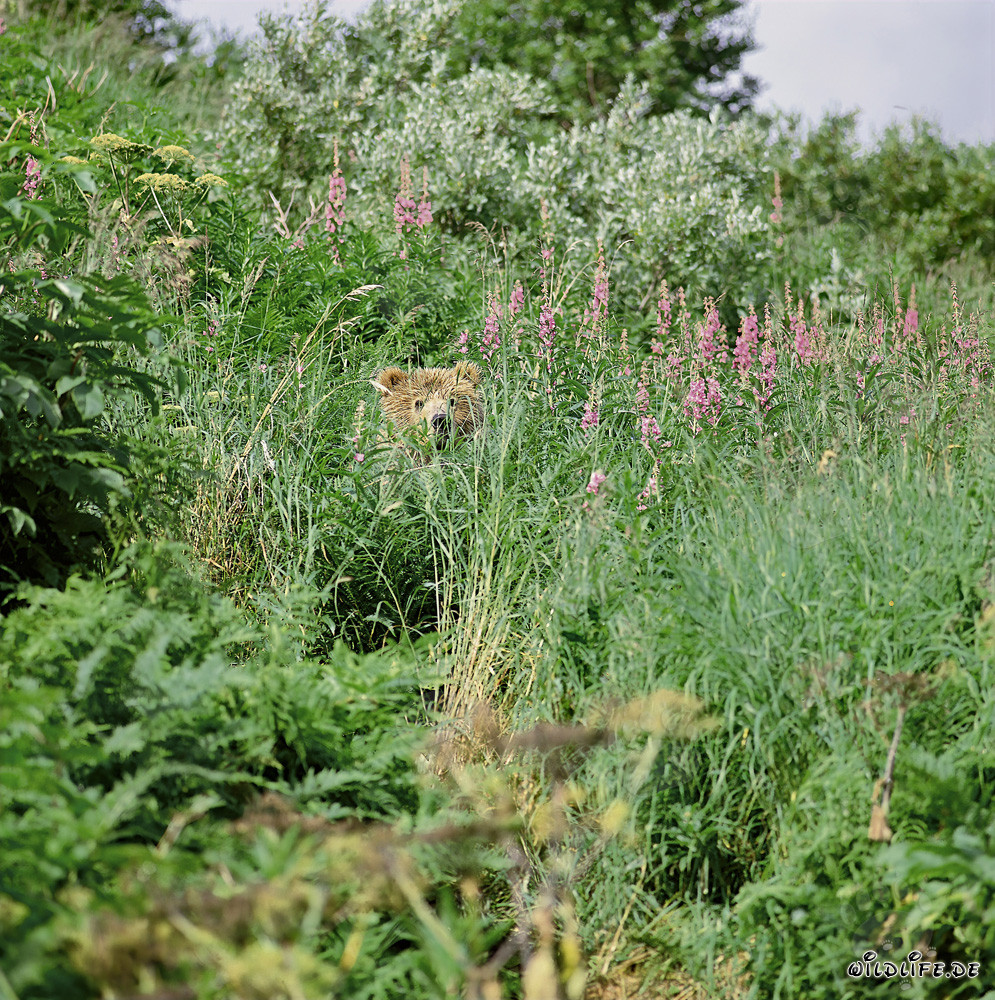 Orsetto giocoso tra l'erba alta e il mare di fiori di fireweed in Alaska