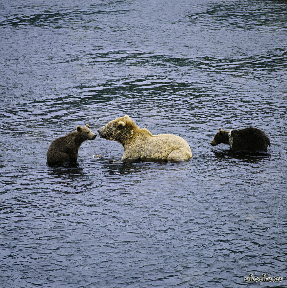 Orsa kodiak con due cuccioli di primavera che pescano il salmone