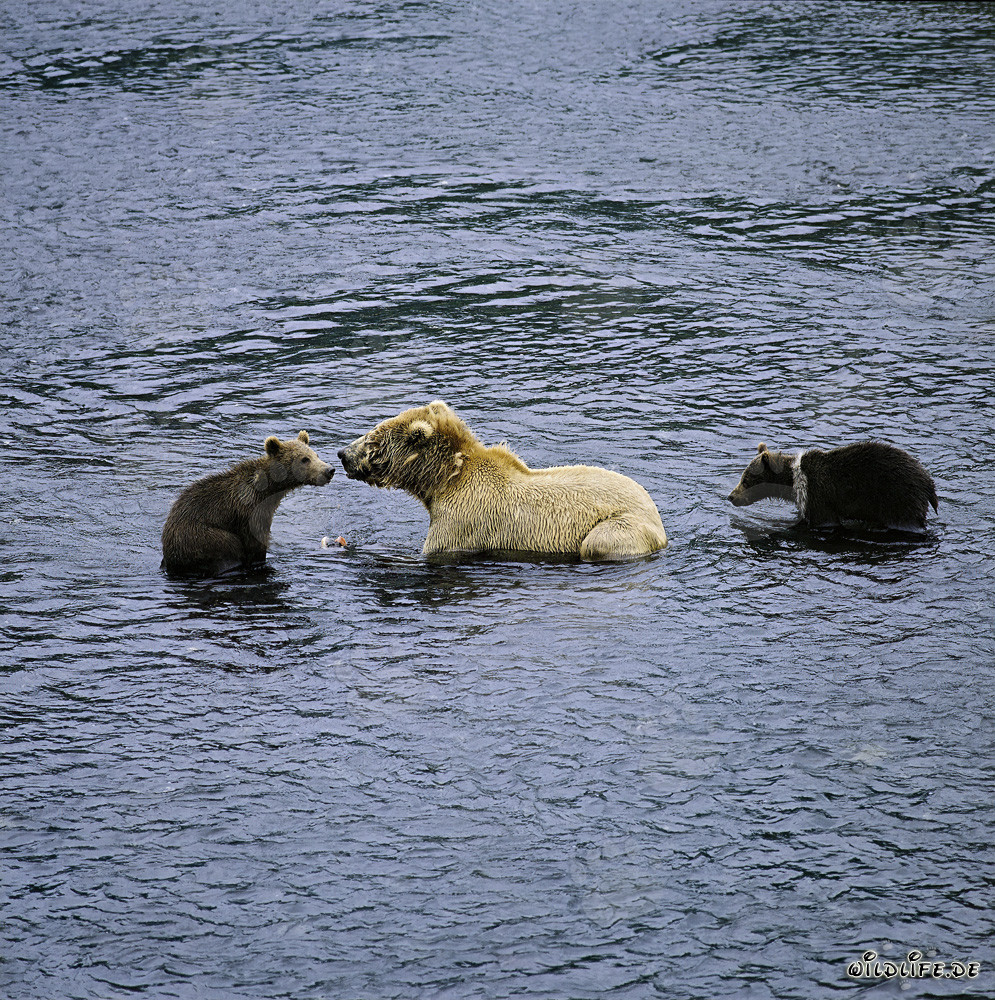 Osa kodiak con dos cachorros de primavera pescando salmón