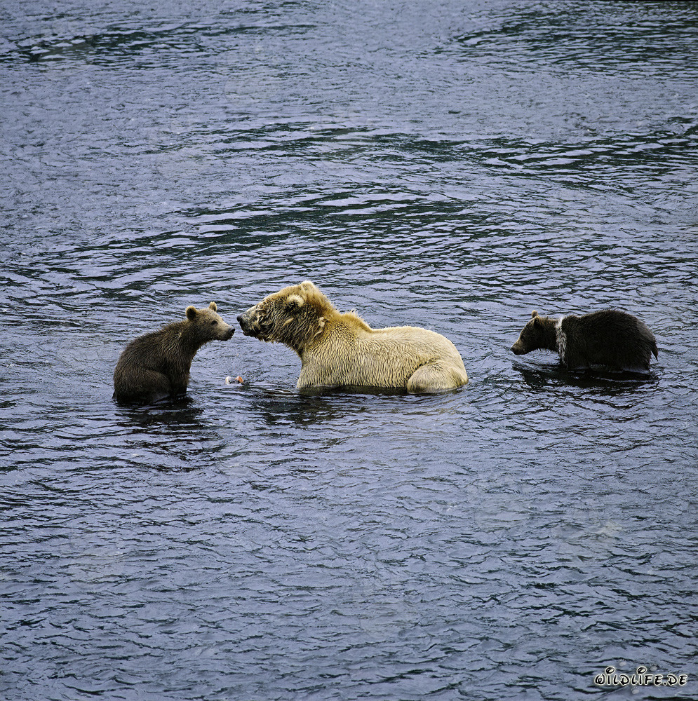 Ourse kodiak avec deux jeunes de printemps pêchant le saumon