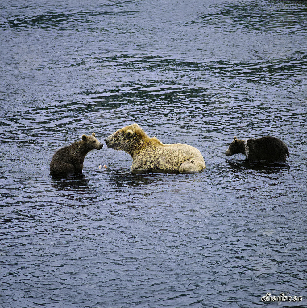 Sow with her spring cubs fishing for salmon