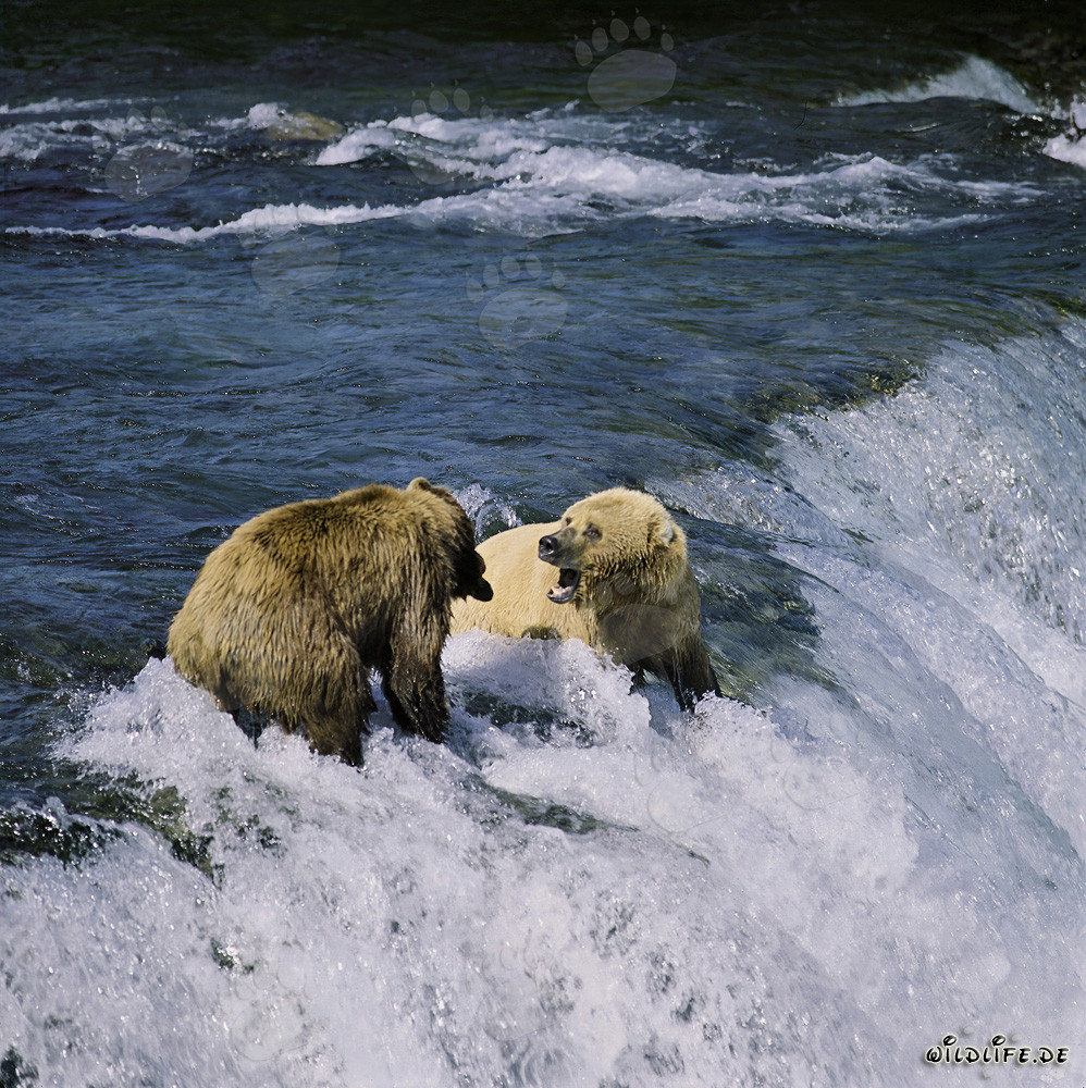 Fighting brown bears at the picturesque waterfall