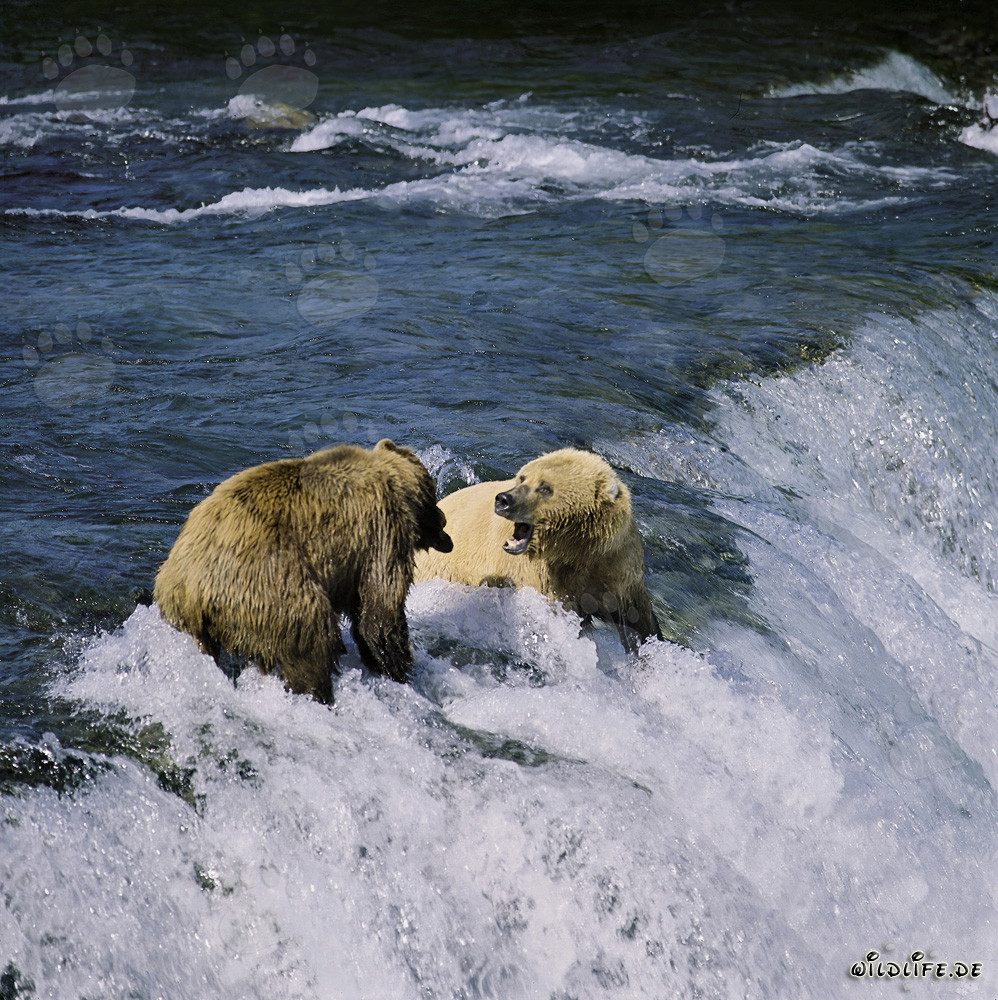 Ours bruns se disputant au pittoresque cascade