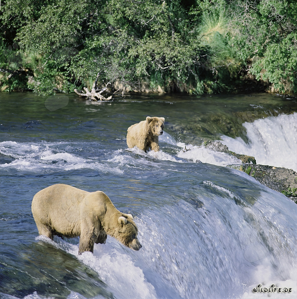 Braunbären beim Lachsfischen am Brooks River Falls