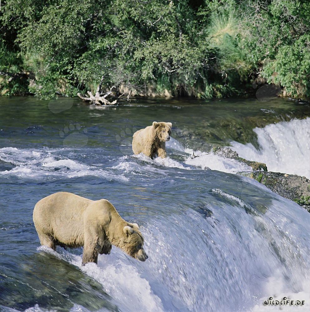 Brown bears fishing for salmon at the Brooks River Falls