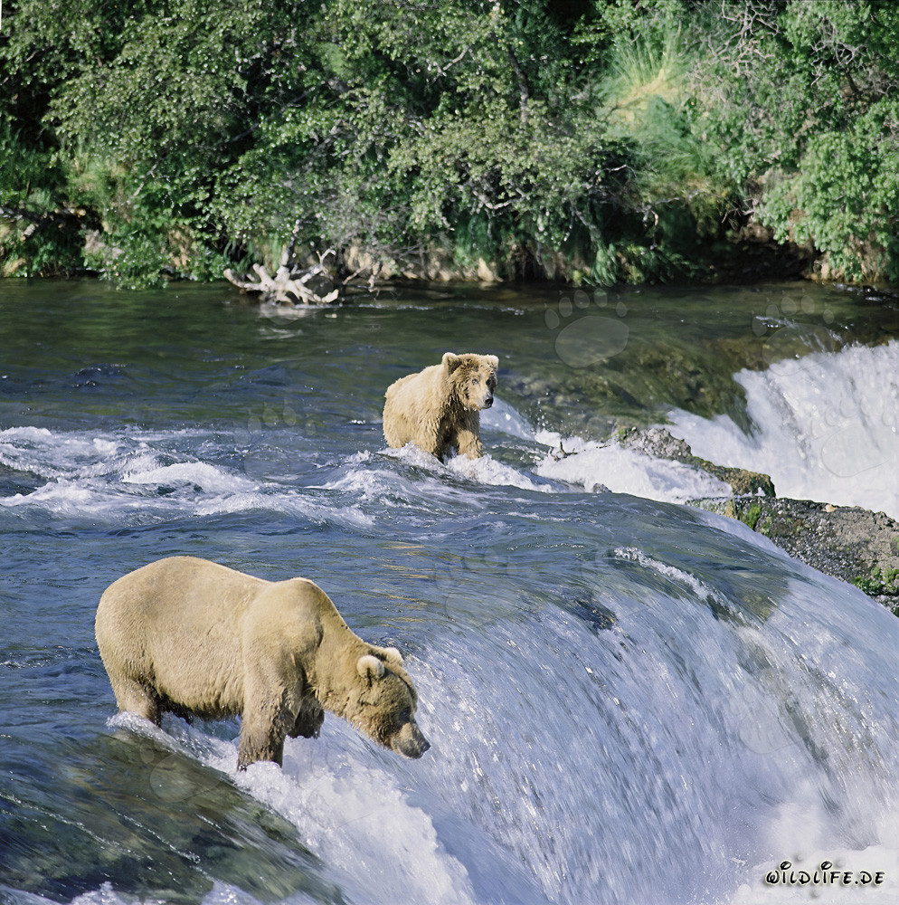 Osos pardos pescando salmones en las cataratas de Brooks River