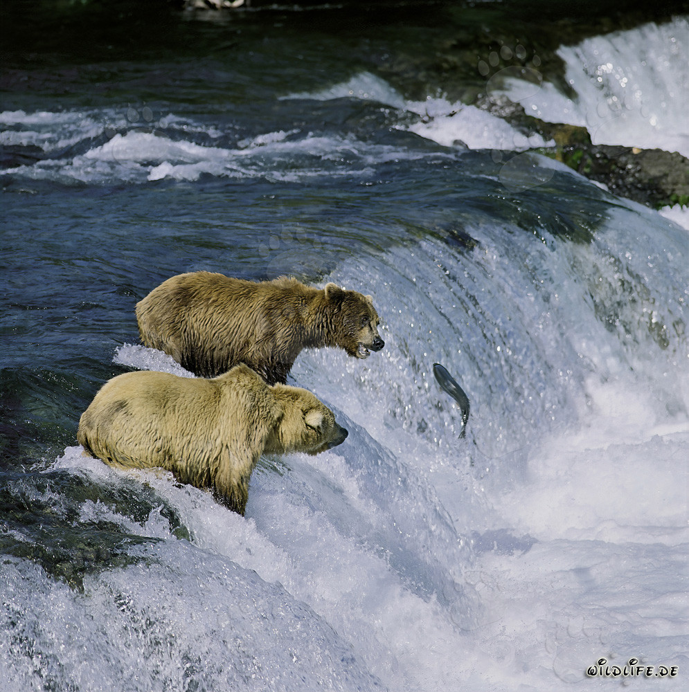 Braunbären beobachten einen springenden Lachs am Brooks River Falls