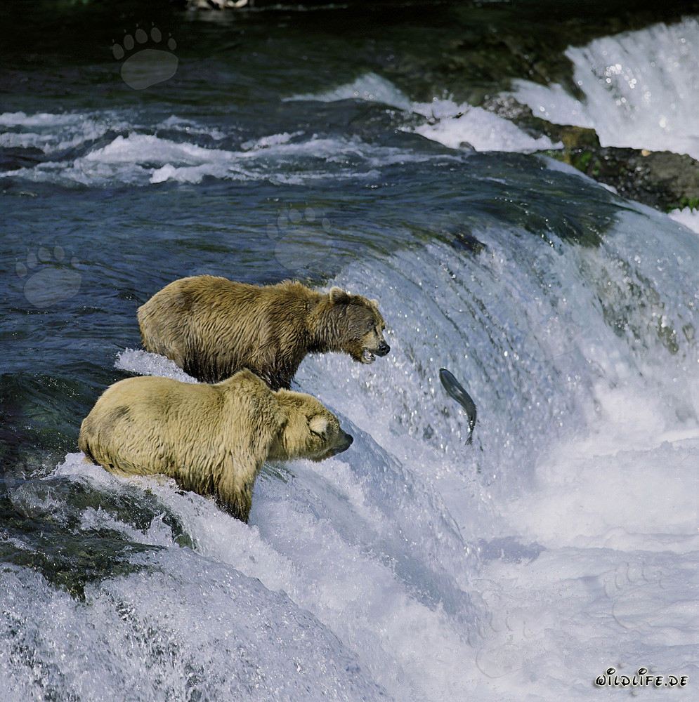 Brown bears watching a leaping salmon at Brooks River Falls