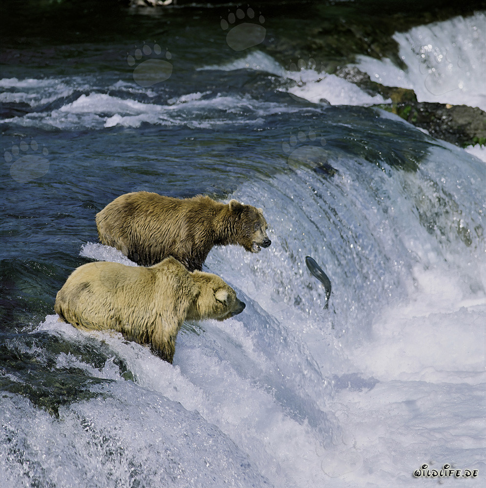 Orsi bruni osservano un salmone saltare alle cascate del fiume Brooks