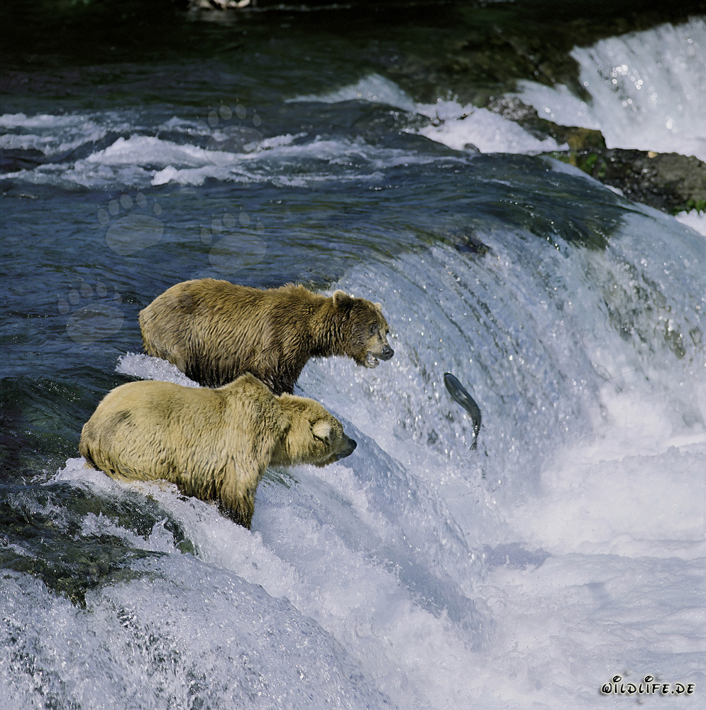 Osos pardos observando un salmón saltando en las cataratas del río Brooks