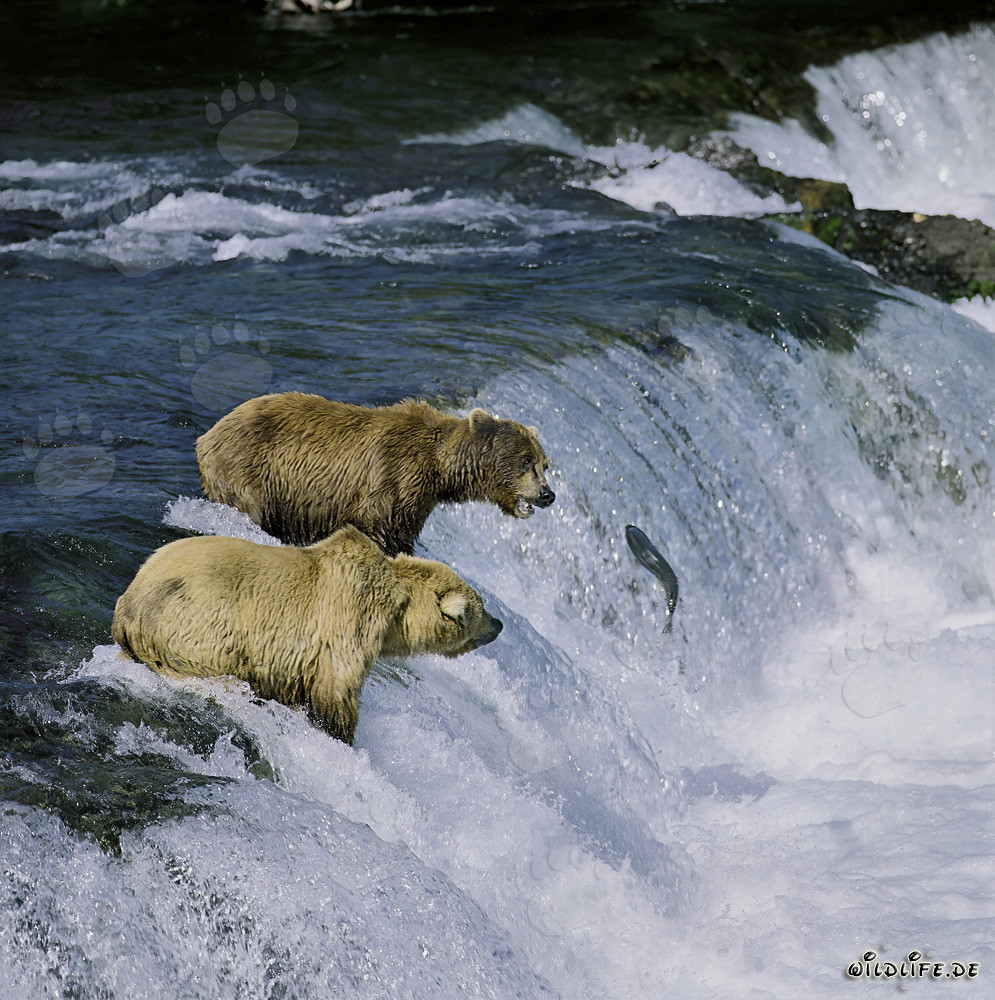 Observation d'ours bruns regardant un saumon sauter aux chutes de la rivière Brooks