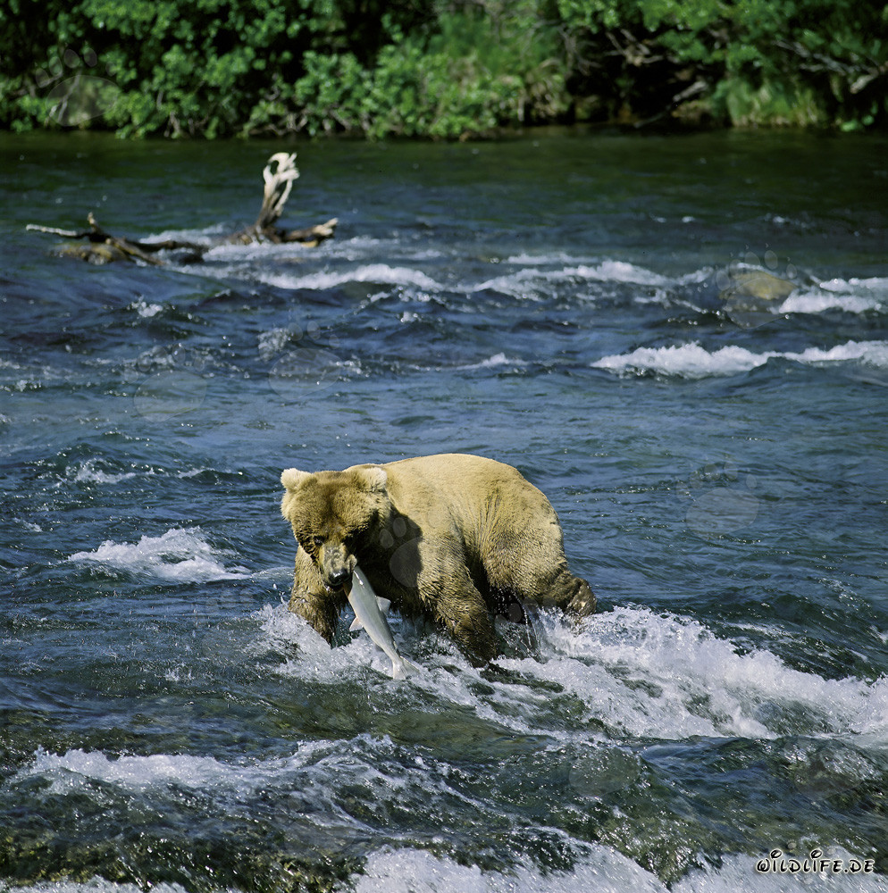 Dramatischer Moment: Ein Braunbär erbeutet einen Lachs am Brooks River Falls in Alaska