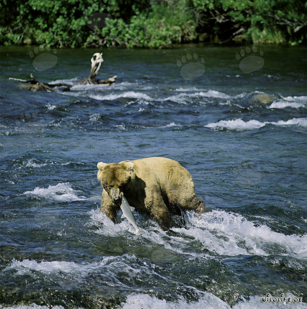Dramatic moment: A brown bear catches a salmon at Brooks River Falls in Alaska