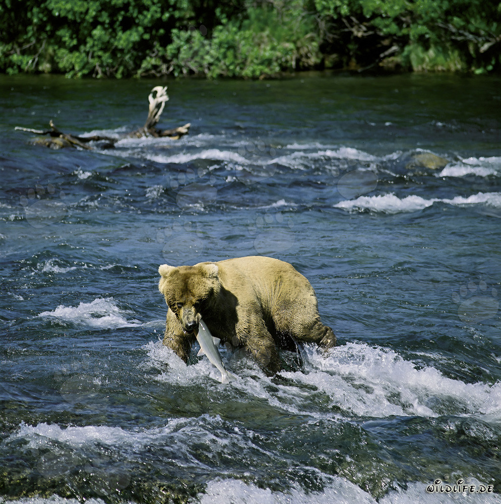 Moment dramatique : un grizzly capture un saumon aux chutes de Brooks River en Alaska