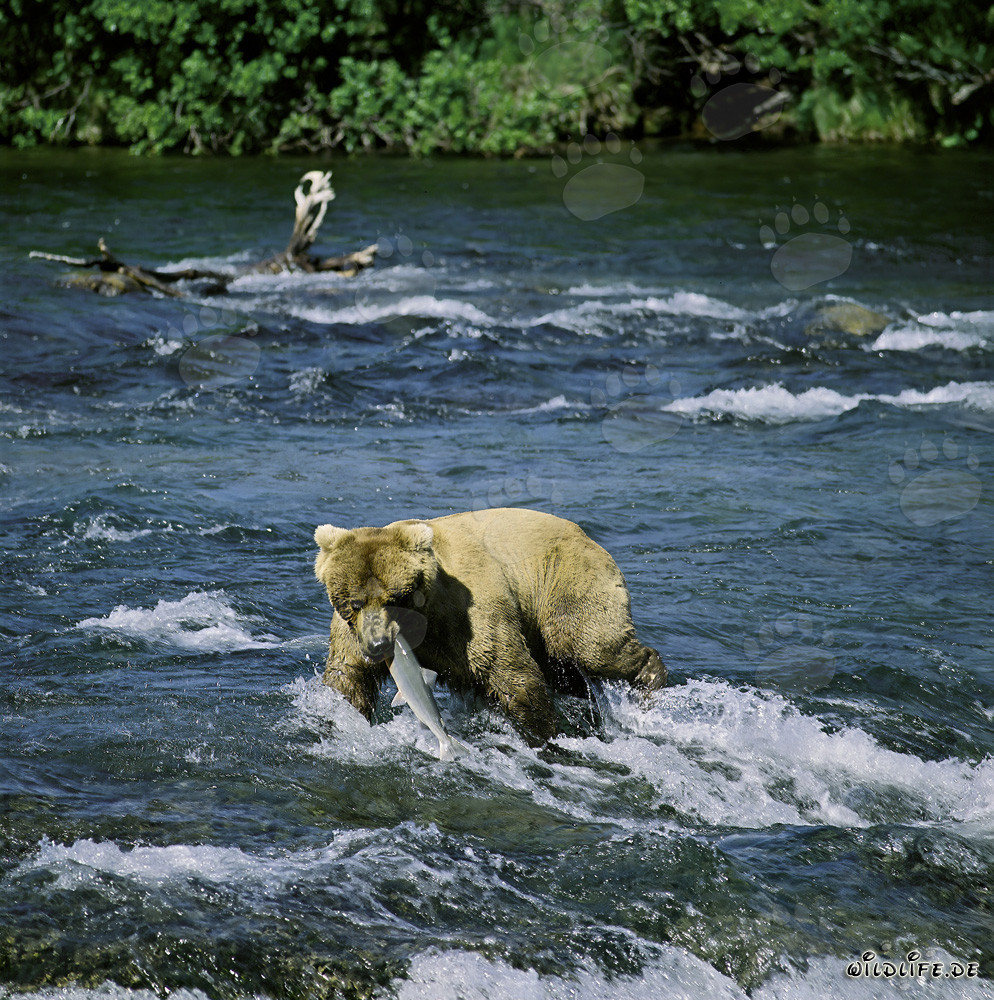 Momento drammatico: un orso bruno cattura un salmone alle cascate di Brooks River in Alaska
