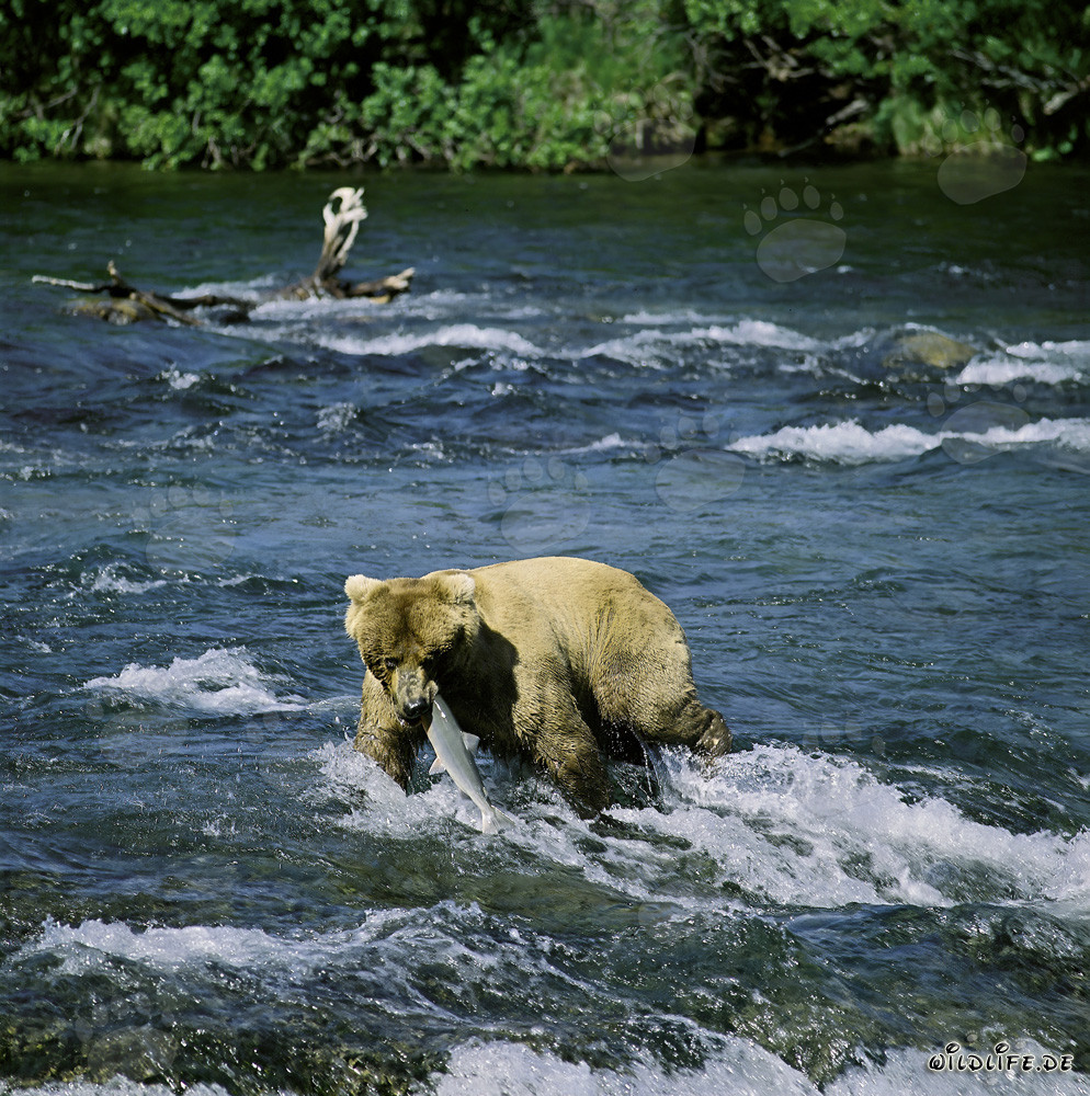 Momento dramático: un oso pardo captura un salmón en las cataratas de Brooks River en Alaska