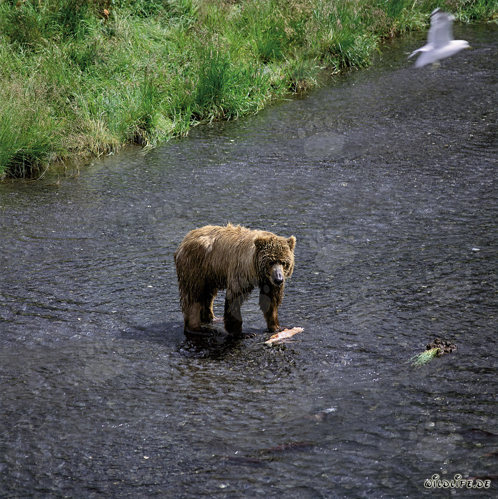 Kodiak Bear fishing for salmon in the O'Malley River, Alaska