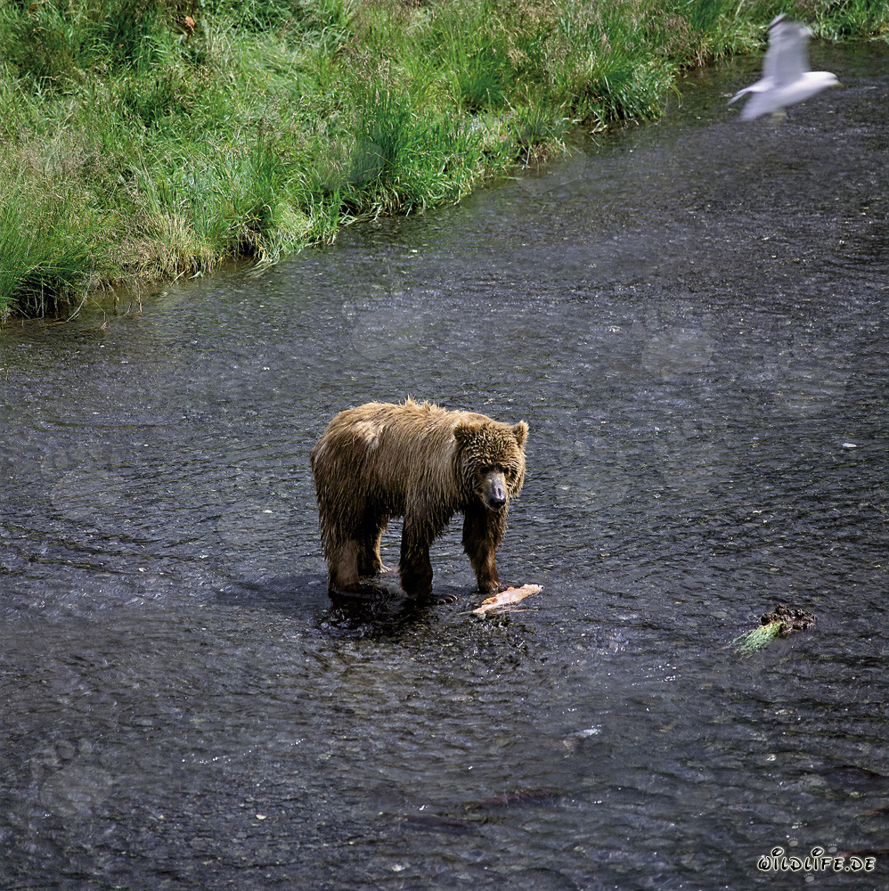 Orso Kodiak che pesca salmoni nel fiume O'Malley in Alaska