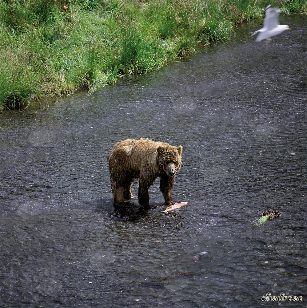 Oso Kodiak pescando salmones en el río O'Malley en Alaska