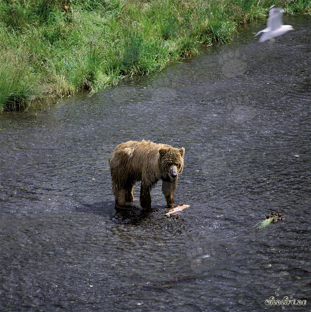 Ours Kodiak pêchant du saumon dans la rivière O'Malley en Alaska