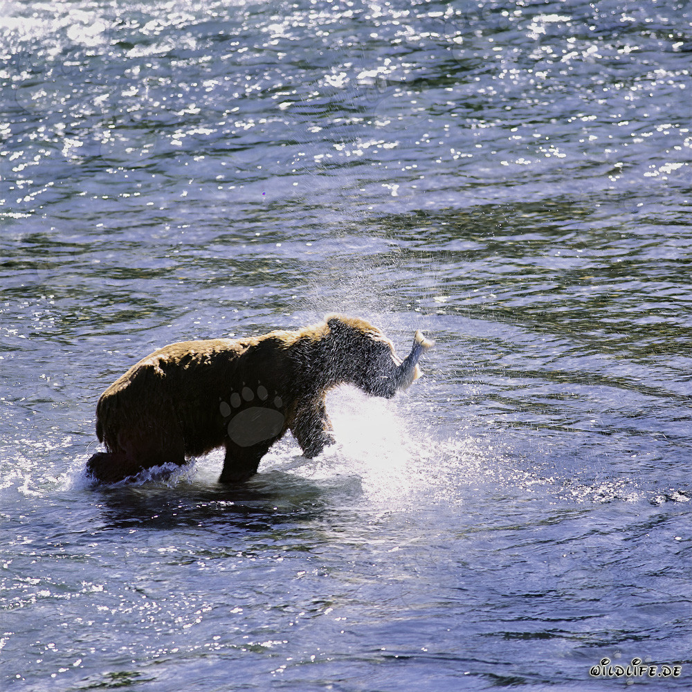 Kodiak bear catching a salmon in a river in Alaska