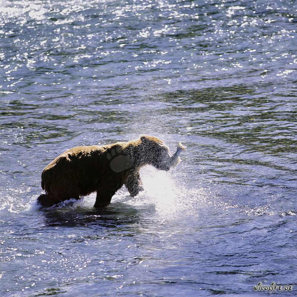 Orso Kodiak cattura un salmone in un fiume in Alaska