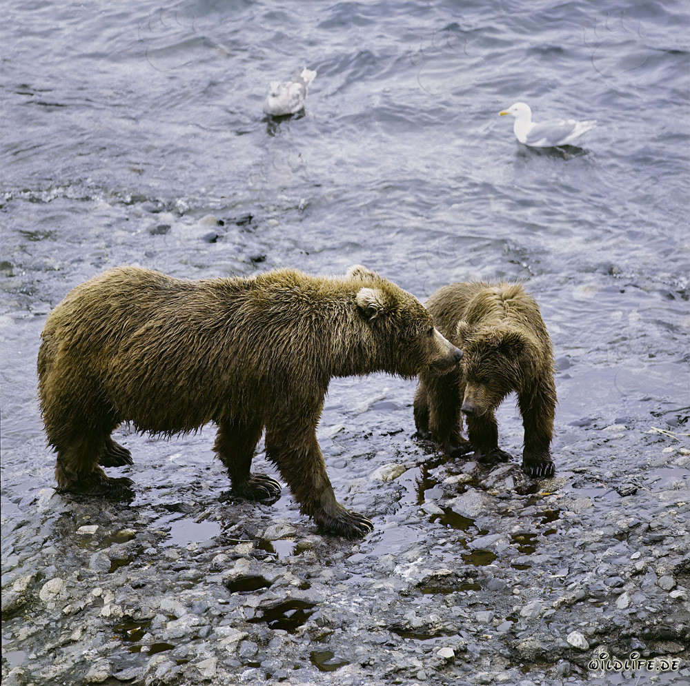 Kodiakbärin mit Jungbär am O’Malley River in Alaska
