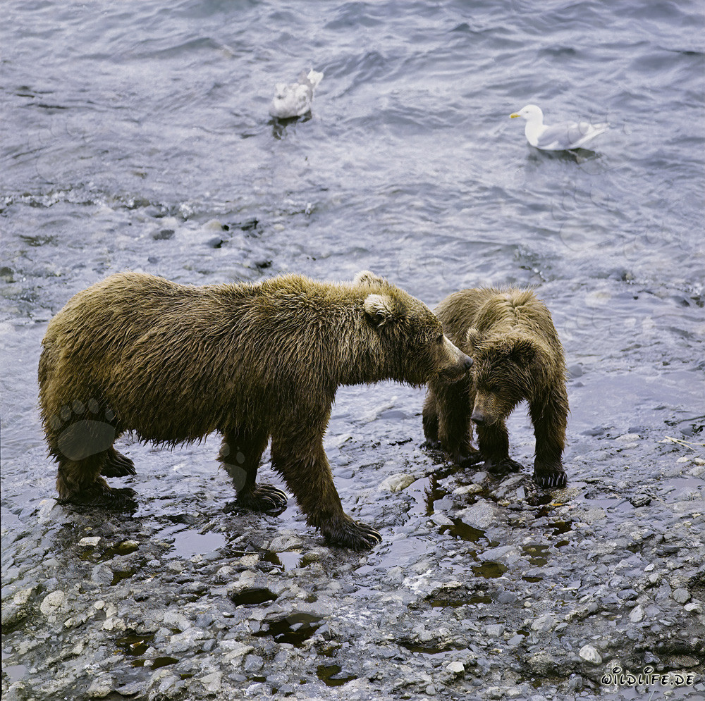 Mother Kodiakbear with young bear at the o' Malley River in Alaska