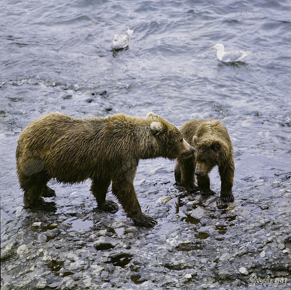 Ourse kodiak avec ourson le long de la rivière O'Malley en Alaska
