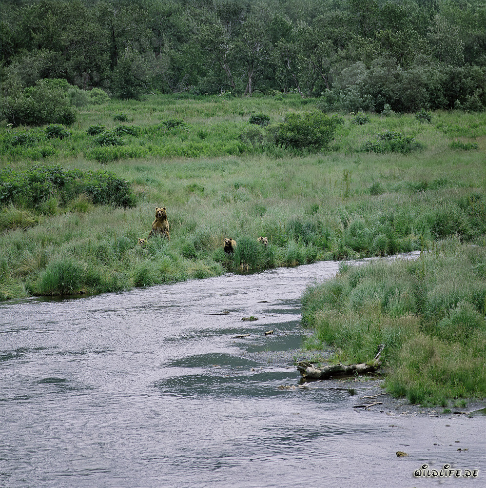 Kodiakbärin mit Bärenkinder am O’Malley River