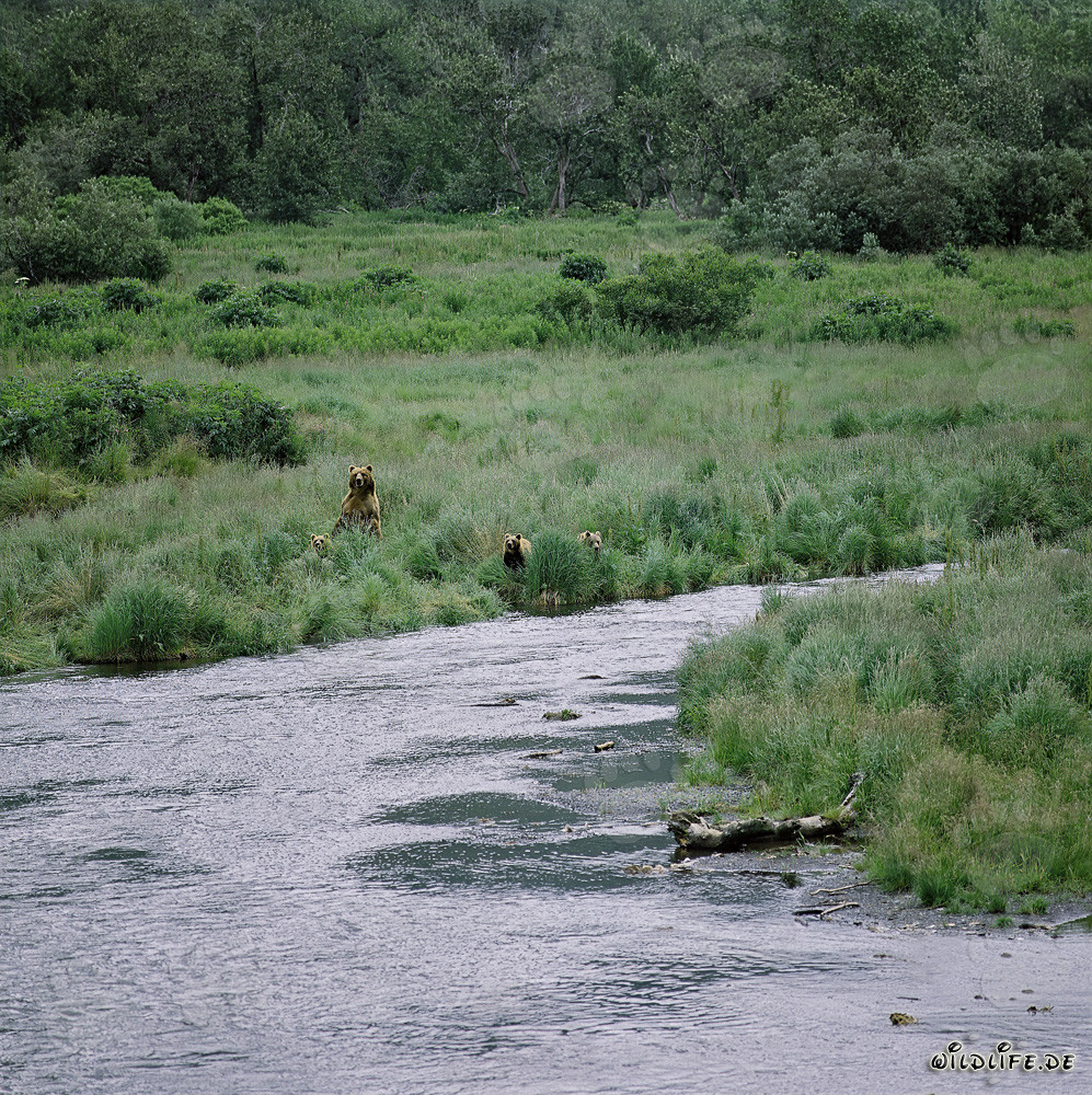 Mother Kodiak bear with bear cubs at the O' Malley River
