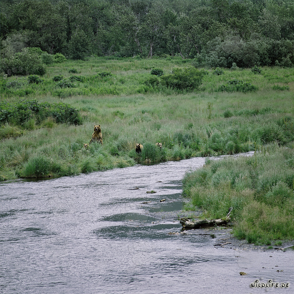 Orsa Kodiak con cuccioli sul fiume O'Malley