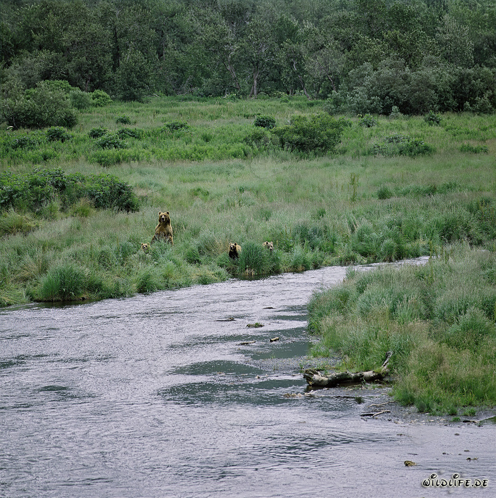 Osa Kodiak con sus crías en el río O'Malley