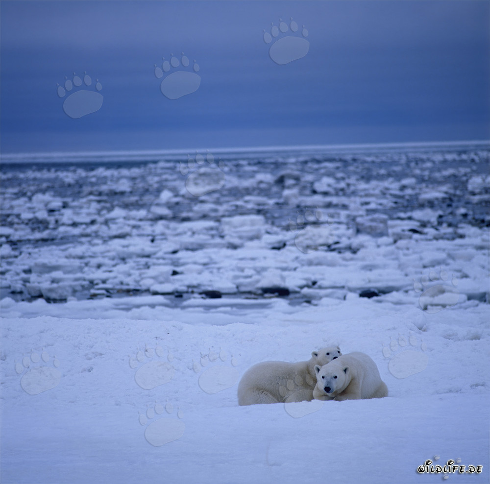 Faszinierende Eisbären in der Hudson Bay