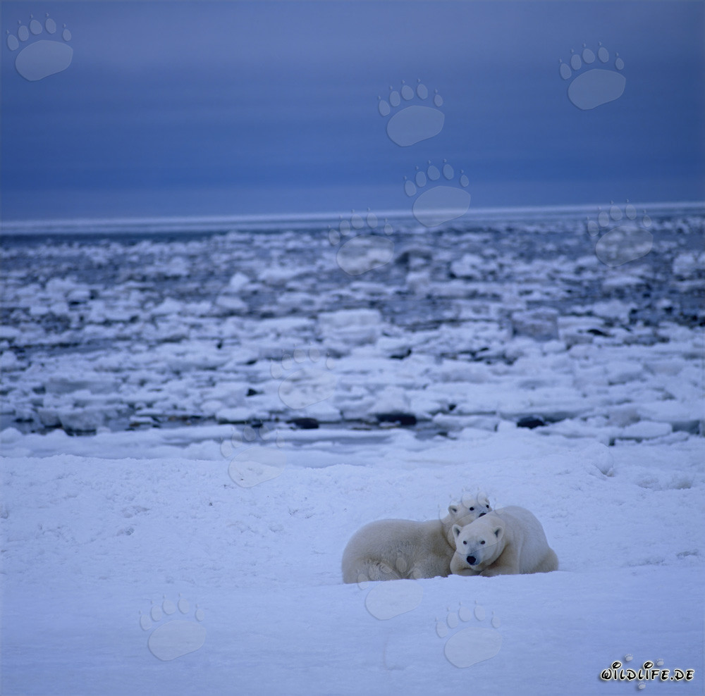Fascinating Polar Bears in the Hudson Bay