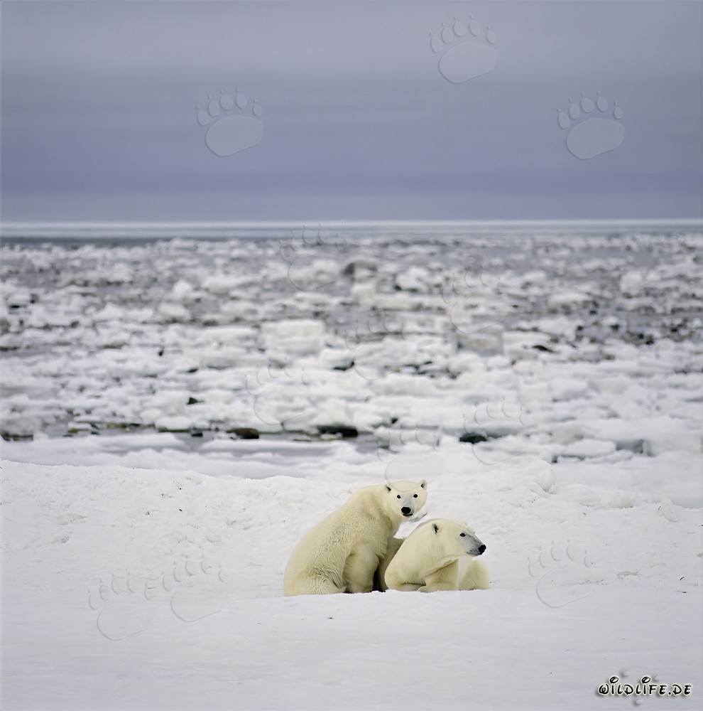 Osa polar explora la costa helada de la bahía de Hudson con su madre