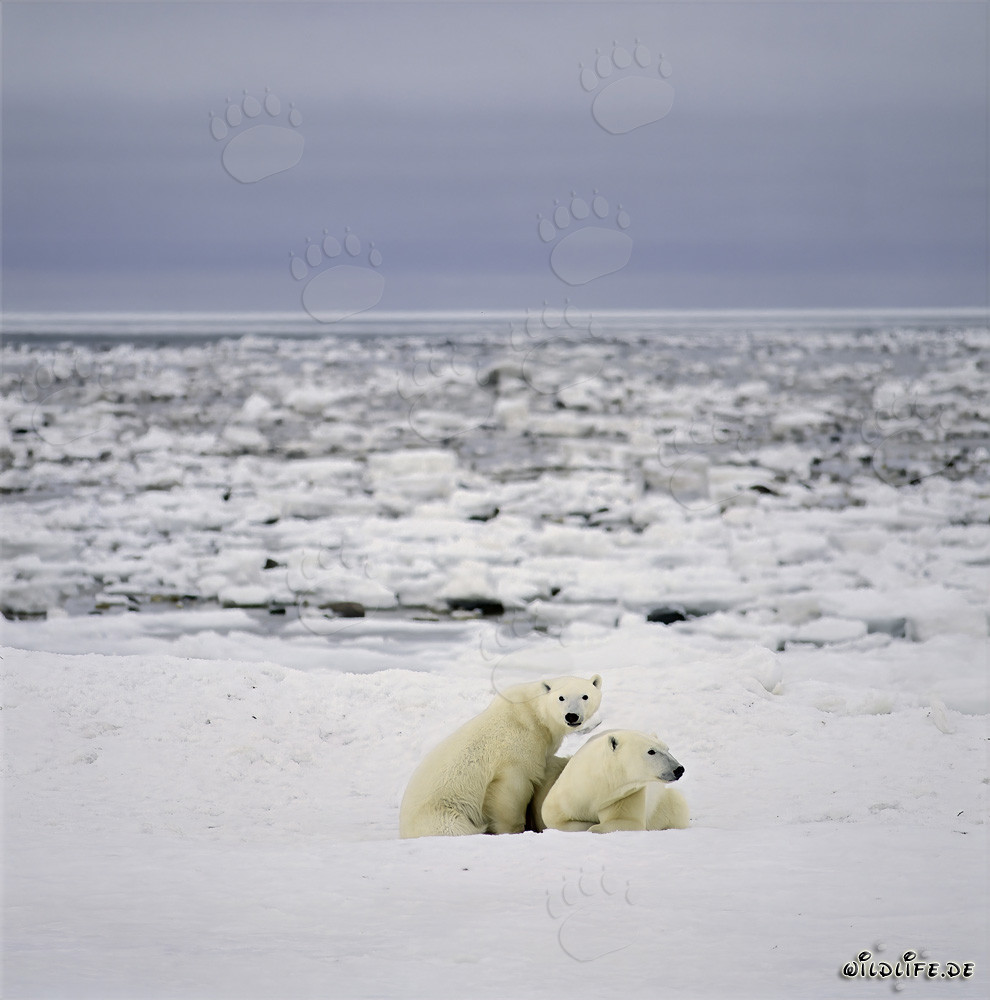 Young polar bear explores the icy coast of Hudson Bay with its mother