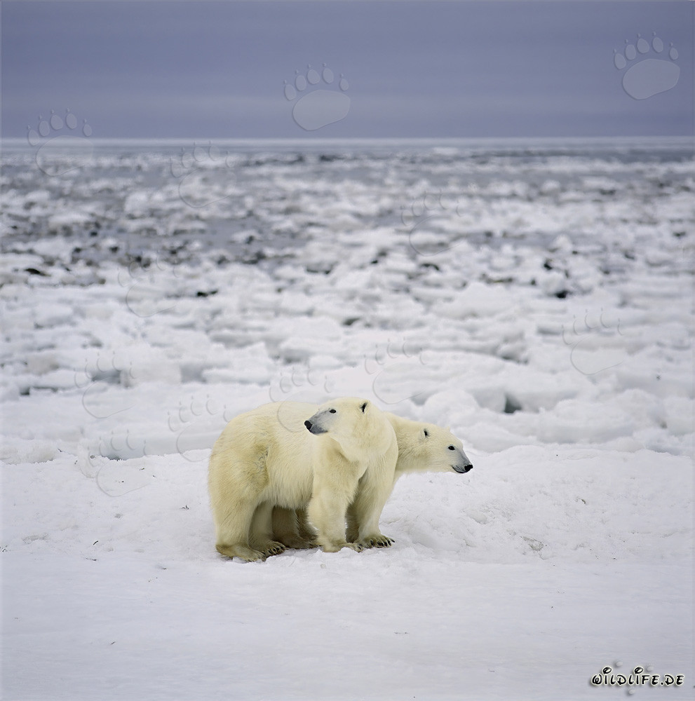 Eisbären beobachten an der Hudson Bay Küste