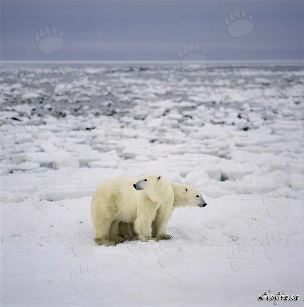 Observer les ours polaires sur la côte de la baie d'Hudson
