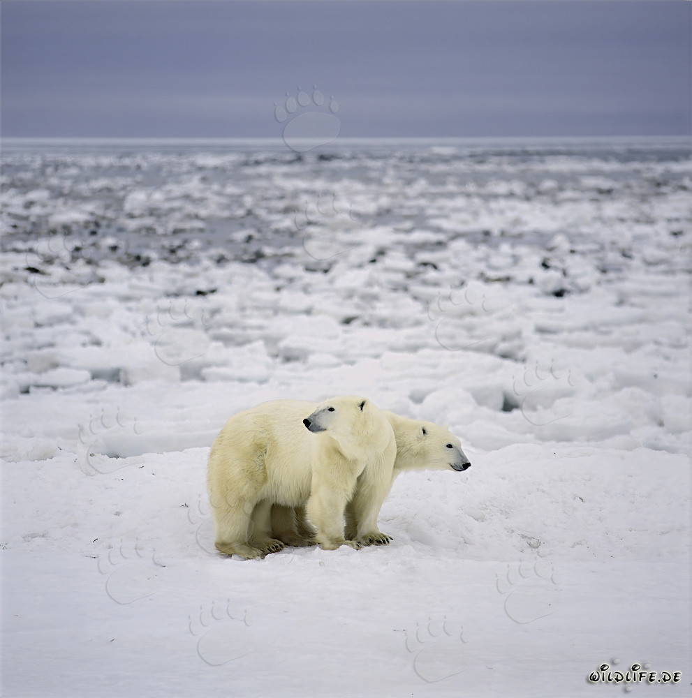 Observing Polar Bears on the Hudson Bay Coast