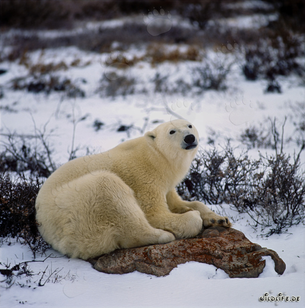 Orso polare stanco si riposa su una roccia nella baia di Hudson