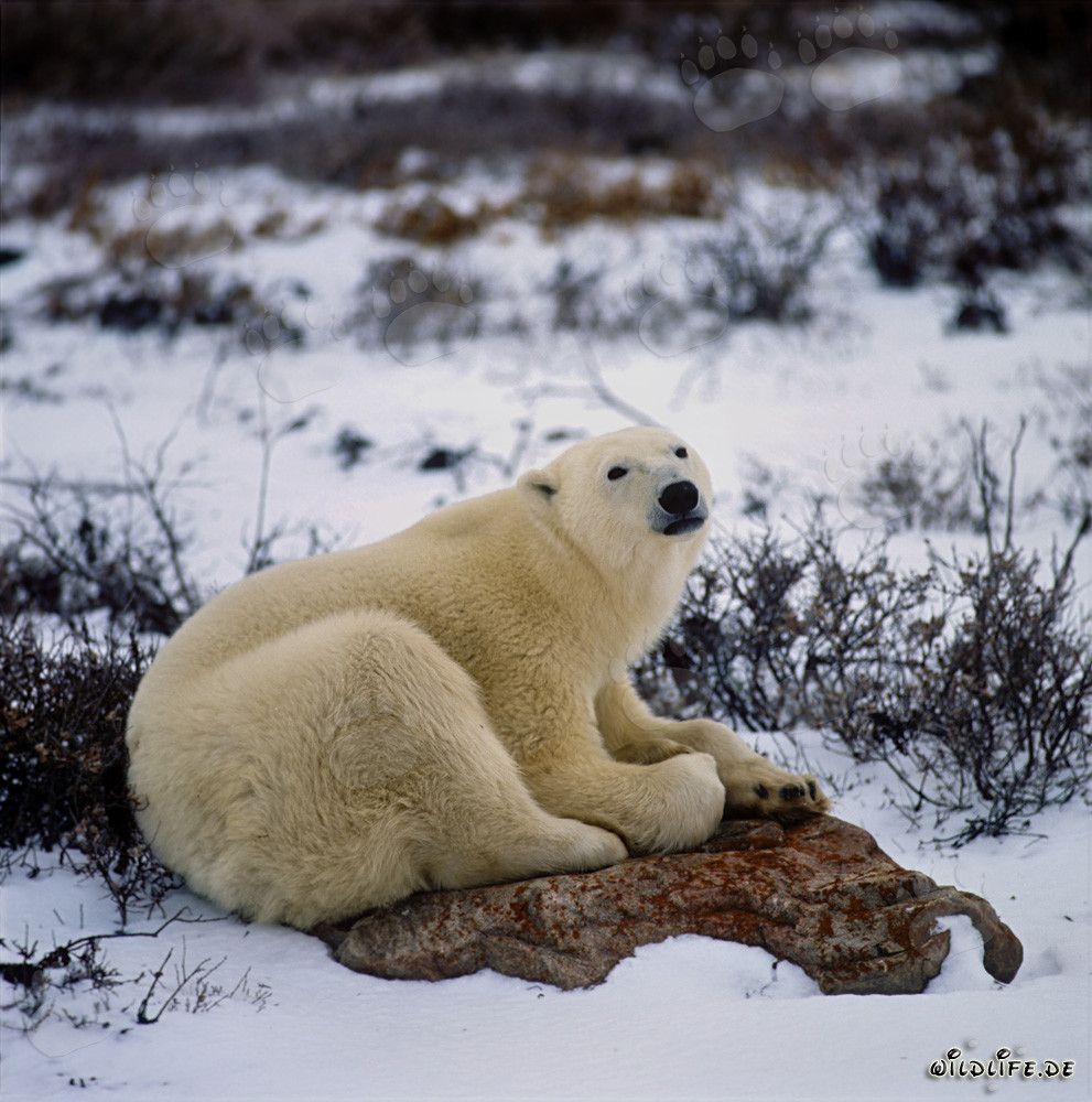 Oso polar cansado descansa en una roca en la bahía de Hudson