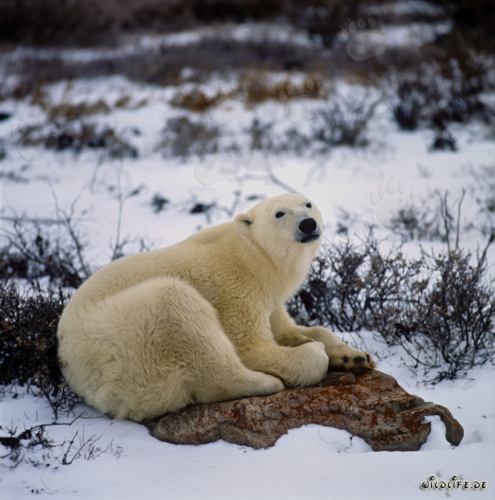 Ours polaire fatigué se repose sur un rocher dans la baie d'Hudson