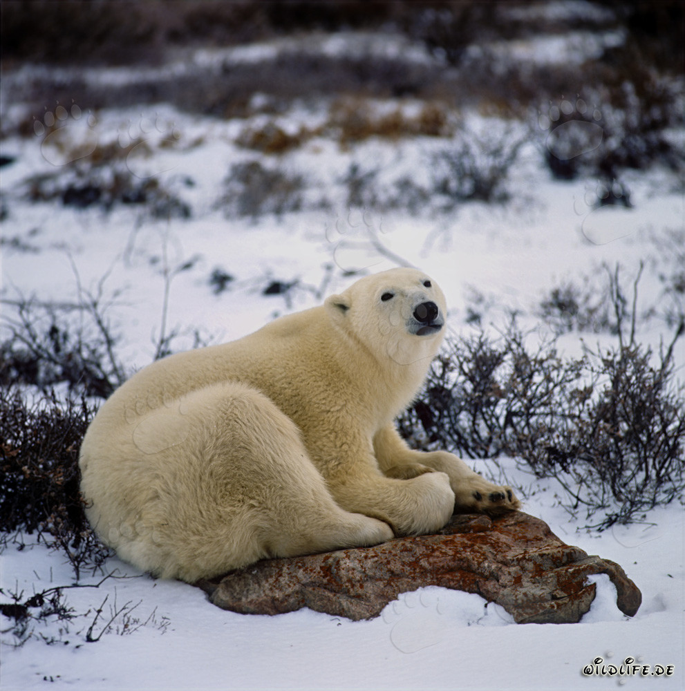 The tired Polar bear resting on a rock at the Hudson Bay